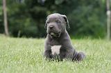 CANE CORSO 1303